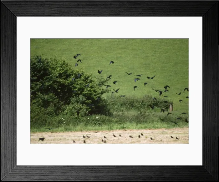 Framed Print : Rooks. JD-5842. ROOKS - in field, in flight. Corvus frugilegus. John Daniels. Framed Print : Rooks. JD-5842. ROOKS - in field, in flight. Corvus frugilegus. John Daniels.