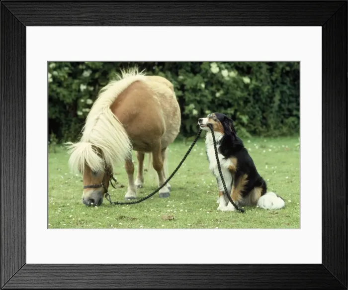 Framed Print : Pony & Dog Framed Print : Pony & Dog