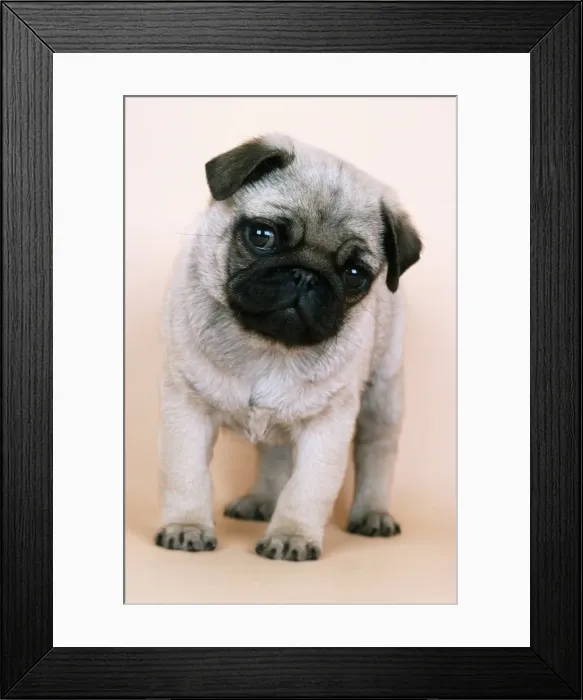 Framed Print : Pug Dog JD 6738 Puppy © John Daniels / ardea. com Framed Print : Pug Dog JD 6738 Puppy © John Daniels / ardea. com