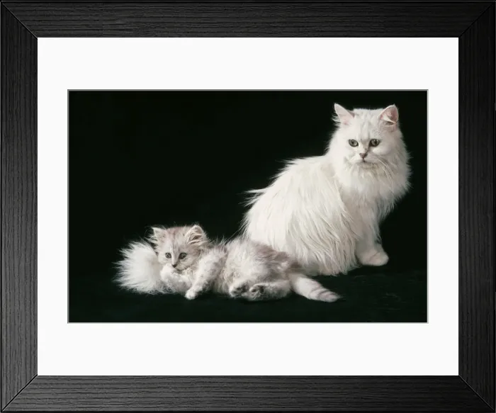 Framed Print : Chinchilla Cat JD 7052 With Kitten © John Daniels  /  ardea. com