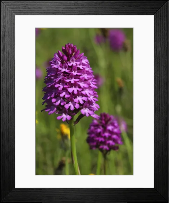 Framed Print : Pyramidal Orchid - growing on chalk downland - North Wessex Downs - Berkshire - England Framed Print : Pyramidal Orchid - growing on chalk downland - North Wessex Downs - Berkshire - England