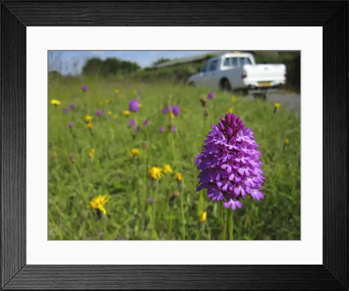 Framed Print : Pyramidal Orchid - growing on chalk downland - North Wessex Downs - Berkshire - England Framed Print : Pyramidal Orchid - growing on chalk downland - North Wessex Downs - Berkshire - England