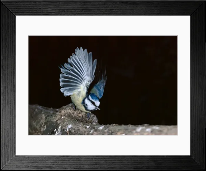 Framed Print : Blue Tit - taking flight Framed Print : Blue Tit - taking flight