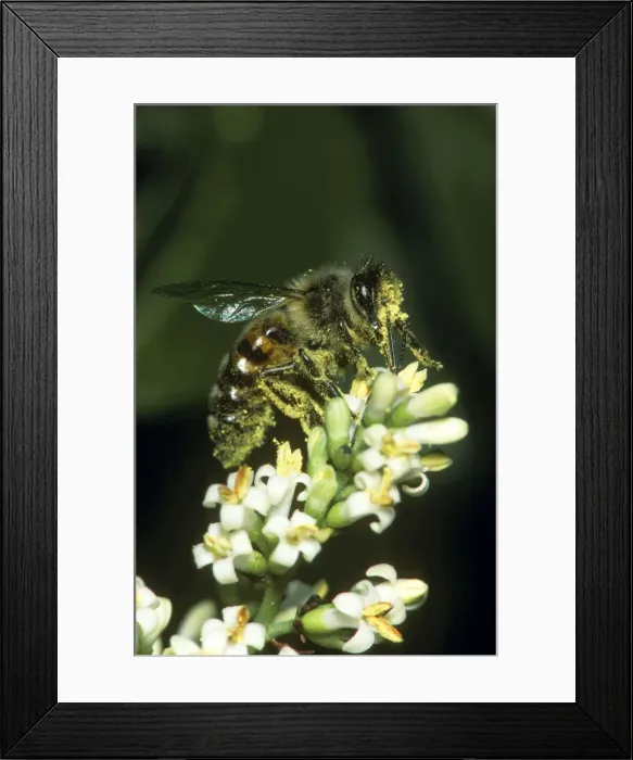 Framed Print : Honey Bee - covered in pollen on privet flower Framed Print : Honey Bee - covered in pollen on privet flower