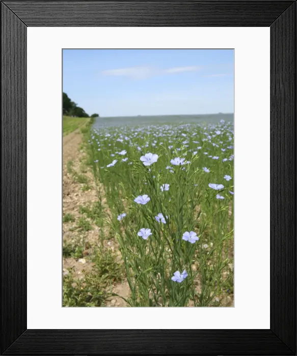 Framed Print : Common Flax  /  Linseed - grown for its fibres which can be used to make linen and its seeds which are a source of linseed oil - Hungerford - Berkshire - UK