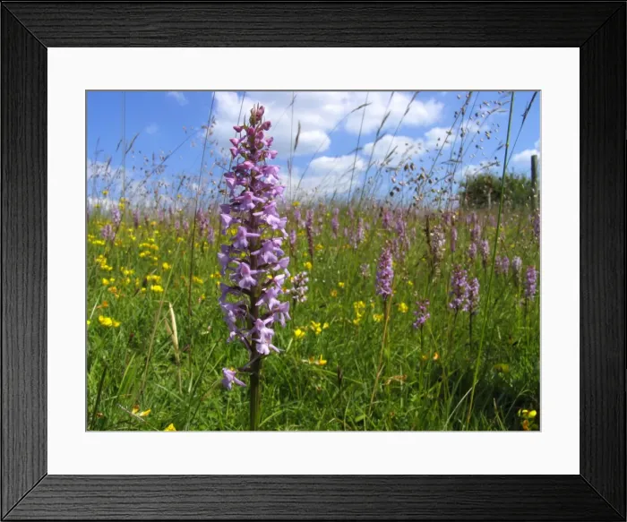 Framed Print : Fragrant Orchid - Walbury Hill - North Wessex Downs - Berkshire - England Framed Print : Fragrant Orchid - Walbury Hill - North Wessex Downs - Berkshire - England