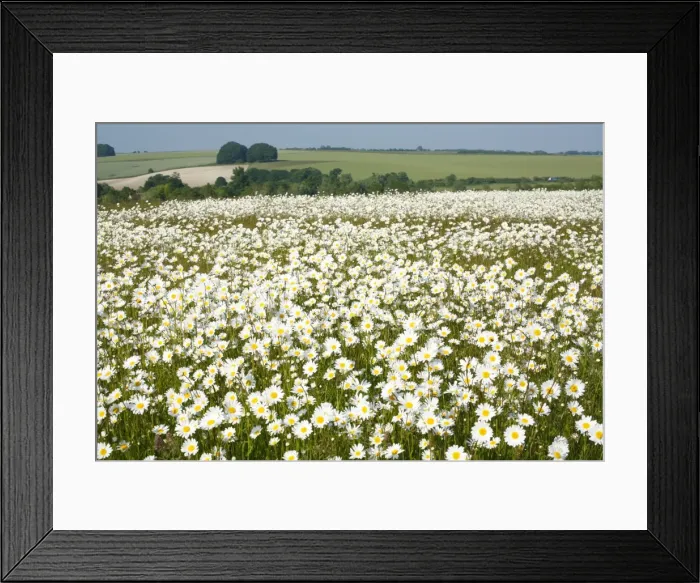 Framed Print : Ox-Eye Daisies - every one of this huge mass of flowers has turned to face the sun - Chalk downlands - North Wessex Downs at West Kennet near Marlborough - Wiltshire - UK Framed Print : Ox-Eye Daisies - every one of this huge mass of flowers has turned to face the sun - Chalk downlands - North Wessex Downs at West Kennet near Marlborough - Wiltshire - UK