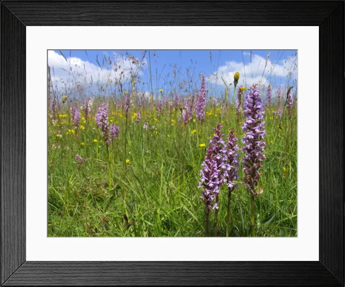 Framed Print : Fragrant Orchid - Walbury Hill - North Wessex Downs - Berkshire - England