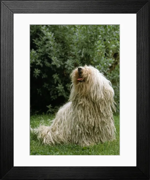 Framed Print : Puli Dog. JPF-1051. PULI DOG - Hungarian Sheep Dog. Jean Paul Ferrero. Framed Print : Puli Dog. JPF-1051. PULI DOG - Hungarian Sheep Dog. Jean Paul Ferrero.