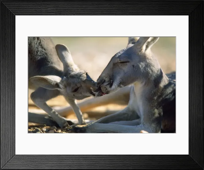 Framed Print : Red Kangaroo - young drinking saliva from it's mother's mouth - Western NSW - Australia Framed Print : Red Kangaroo - young drinking saliva from it's mother's mouth - Western NSW - Australia