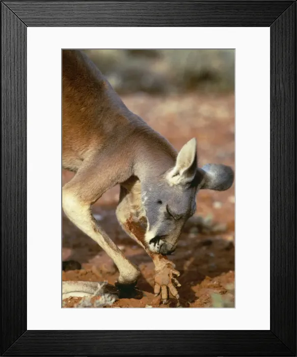 Framed Print : Red Kangaroo JPF 11400 Licking forearms to cool down (evaporation) Western NSW, Australia Megaleia rufa © Jean-Paul Ferrero / ARDEA LONDON Framed Print : Red Kangaroo JPF 11400 Licking forearms to cool down (evaporation) Western NSW, Australia Megaleia rufa © Jean-Paul Ferrero / ARDEA LONDON
