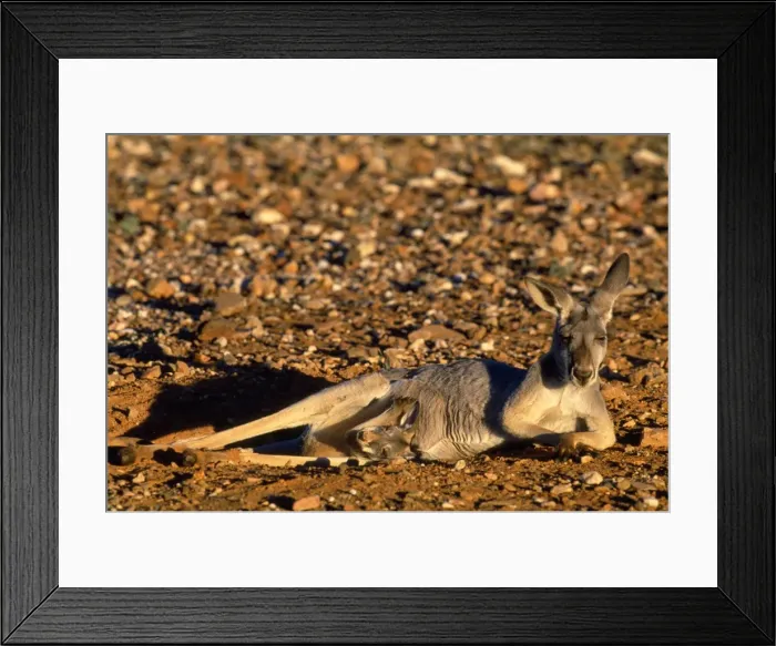 Framed Print : Red Kangaroo - female with joey in pouch in hip hole - NSW - Australia Framed Print : Red Kangaroo - female with joey in pouch in hip hole - NSW - Australia