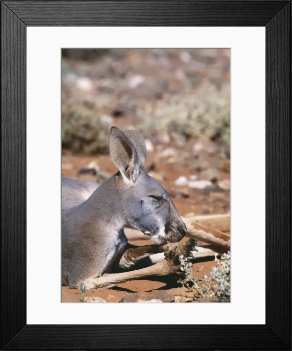 Framed Print : Red Kangaroo JPF 11469 Licking forearms to cool down (evaporation), Western NSW, Australia. Megaleia rufa © Jean-Paul Ferrero / ARDEA LONDON Framed Print : Red Kangaroo JPF 11469 Licking forearms to cool down (evaporation), Western NSW, Australia. Megaleia rufa © Jean-Paul Ferrero / ARDEA LONDON
