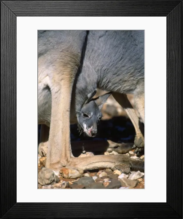 Framed Print : Red Kangaroo - female with joey in pouch - Kinchega National Park - Western NSW - Australia Framed Print : Red Kangaroo - female with joey in pouch - Kinchega National Park - Western NSW - Australia