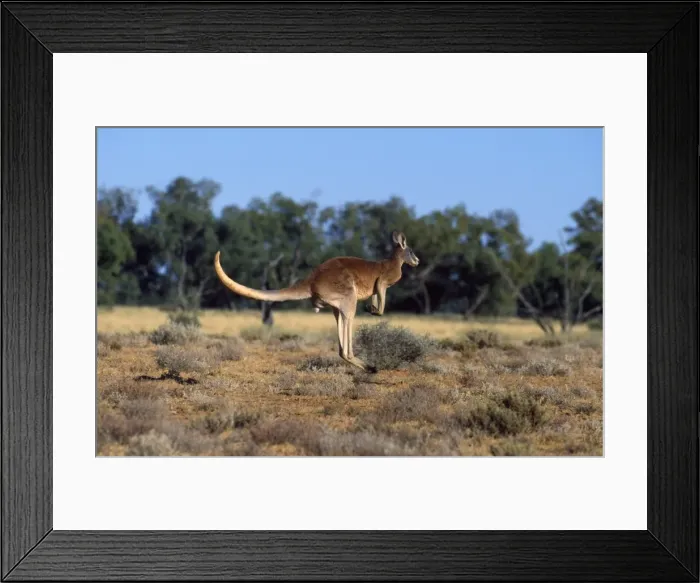 Framed Print : Red Kangaroo - adult male - Strut National Park - Western NSW - Australia Framed Print : Red Kangaroo - adult male - Strut National Park - Western NSW - Australia