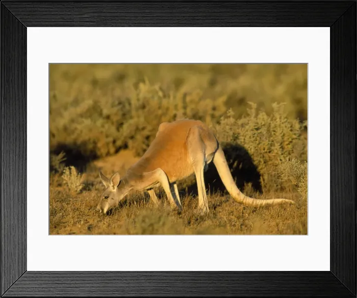 Framed Print : Red Kangaroo - feeding - Western NSW - Australia Framed Print : Red Kangaroo - feeding - Western NSW - Australia