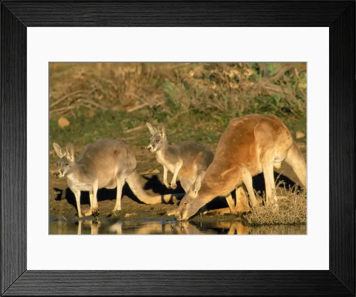 Framed Print : Red Kangaroo - drinking in dam - Kinchega National Park - Western NSW - Australia Framed Print : Red Kangaroo - drinking in dam - Kinchega National Park - Western NSW - Australia