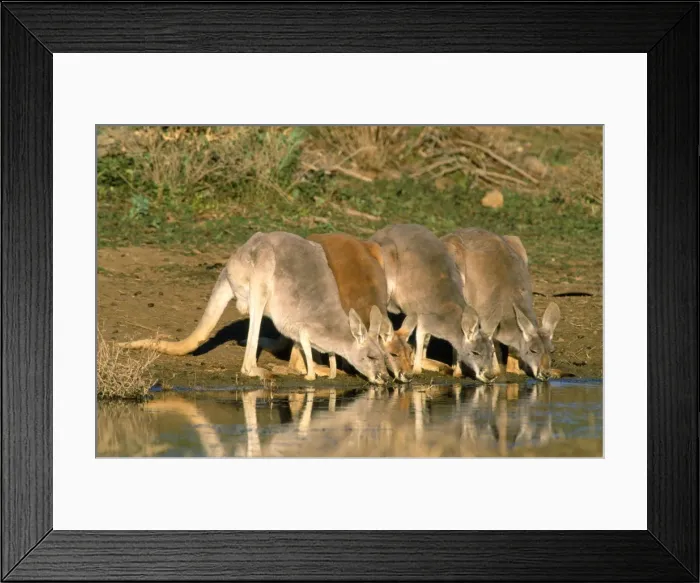 Framed Print : Red Kangaroo - drinking in dam - Kinchega National Park - Western NSW - Australia Framed Print : Red Kangaroo - drinking in dam - Kinchega National Park - Western NSW - Australia