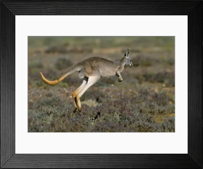 Framed Print : Red Kangaroo - hopping - Western NSW - Australia