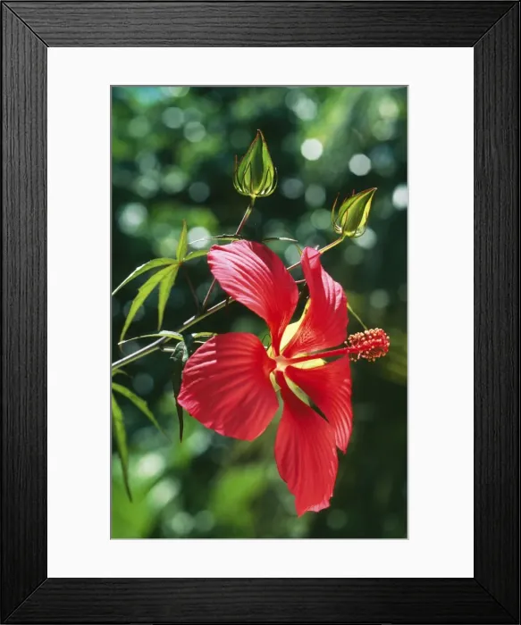 Framed Print : Hibiscus JPF 11878 South East USA. Hibiscus coccinea. Fm: Malvaceae © Jean-Paul Ferrero / ardea. com Framed Print : Hibiscus JPF 11878 South East USA. Hibiscus coccinea. Fm: Malvaceae © Jean-Paul Ferrero / ardea. com