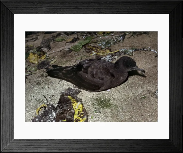 Framed Print : Wedge-tailed Shearwater Framed Print : Wedge-tailed Shearwater