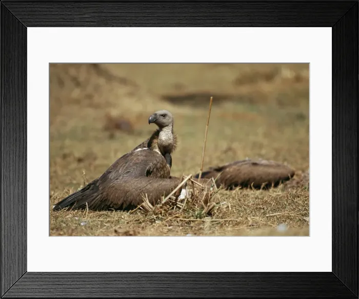 Framed Print : Indian White-backed Vulture JPF 1205 Gyps bengalensis © Jean-Paul Ferrero / ardea. com Framed Print : Indian White-backed Vulture JPF 1205 Gyps bengalensis © Jean-Paul Ferrero / ardea. com