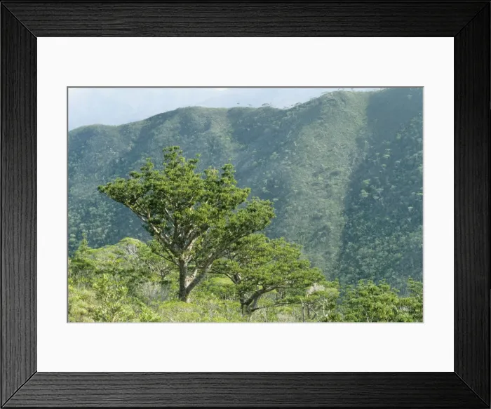 Framed Print : Mountain Kauri - in area of Parc Territorial de la Riviere-bleue - New Caledonia - Pacific Islands Framed Print : Mountain Kauri - in area of Parc Territorial de la Riviere-bleue - New Caledonia - Pacific Islands