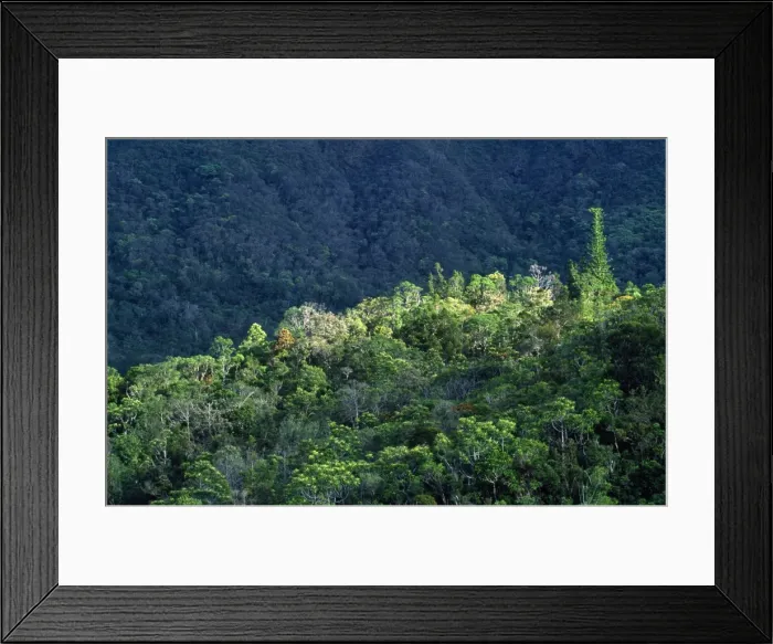 Framed Print : New Caledonia - Pacific Islands - Blue River Regional Park - remaining tropical rainforest habitat of the Kagu (Rhynochetos jubatus) - endemic Framed Print : New Caledonia - Pacific Islands - Blue River Regional Park - remaining tropical rainforest habitat of the Kagu (Rhynochetos jubatus) - endemic