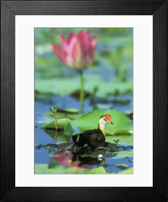 Framed Print : Comb-crested Jacana / Lotusbird JPF 12411 On floating nest, Kakadu National Park, Northern Territory, Australia. Irediparra gallinacea © Jean Paul Ferrero / ardea. com Framed Print : Comb-crested Jacana / Lotusbird JPF 12411 On floating nest, Kakadu National Park, Northern Territory, Australia. Irediparra gallinacea © Jean Paul Ferrero / ardea. com