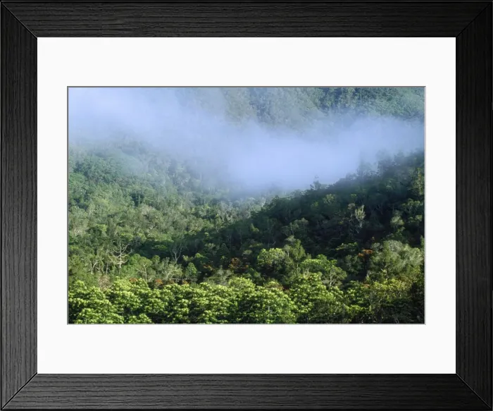 Framed Print : New Caledonia - Pacific Islands - Blue River Regional Park - remaining tropical rainforest habitat of the Kagu (Rhynochetos jubatus)