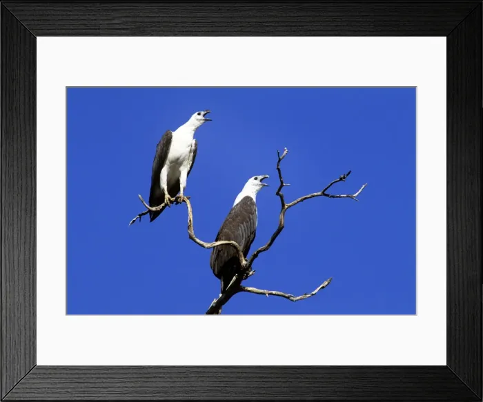 Framed Print : White-bellied Sea-eagle - pair greeting - Yellow water Kakadu National Park - Northern Territory Australia Framed Print : White-bellied Sea-eagle - pair greeting - Yellow water Kakadu National Park - Northern Territory Australia