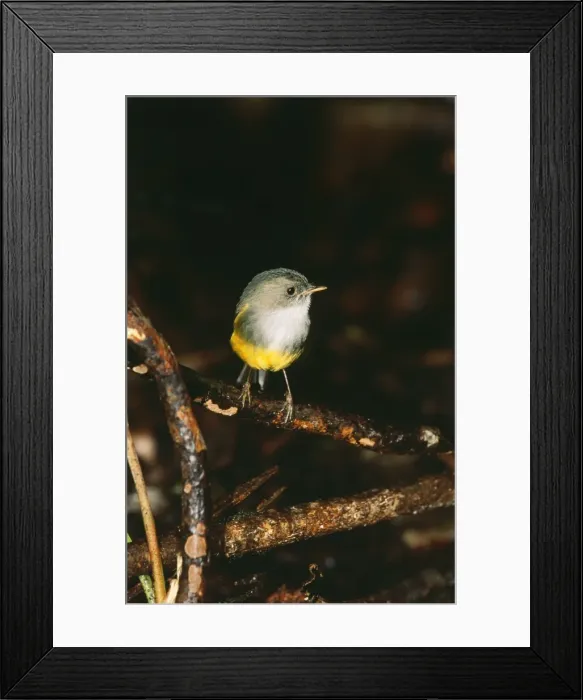 Framed Print : Yellow Bellied Robin JPF 12477 Endemic to New Caledonia, forest dwellers. Eopsaltria flaviventris © Jean-Paul Ferrero / ardea. com Framed Print : Yellow Bellied Robin JPF 12477 Endemic to New Caledonia, forest dwellers. Eopsaltria flaviventris © Jean-Paul Ferrero / ardea. com