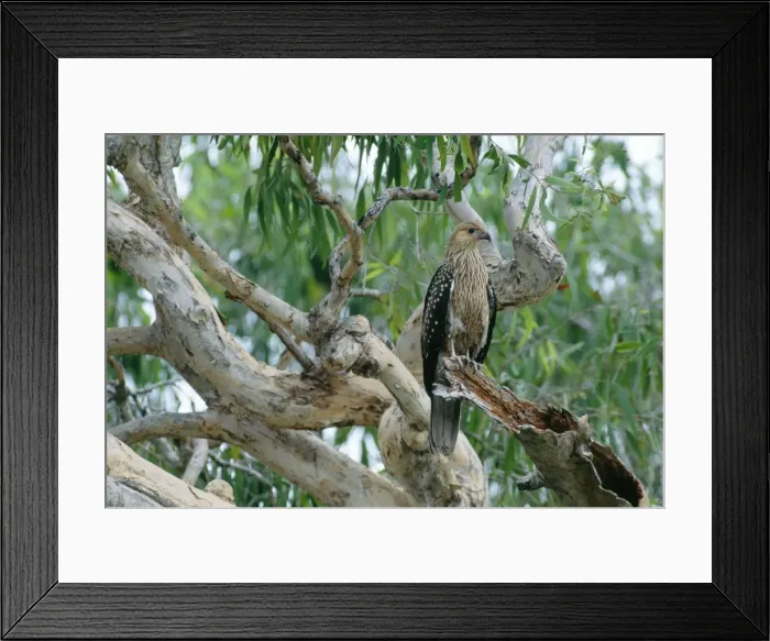 Framed Print : Whistling Kite JPF 12492 Juvenile perched on branch - Kakadu National Park, Northern Territory, Australia Milvus sphenurus © Jean Paul Ferrero / ardea. com Framed Print : Whistling Kite JPF 12492 Juvenile perched on branch - Kakadu National Park, Northern Territory, Australia Milvus sphenurus © Jean Paul Ferrero / ardea. com