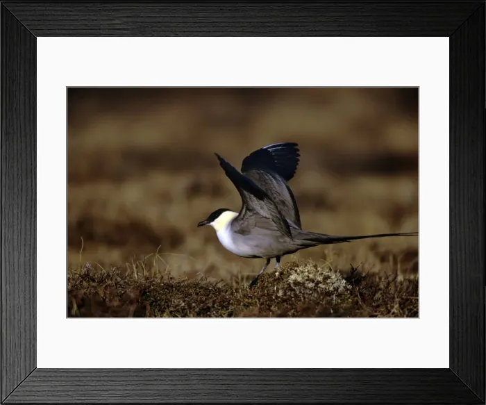 Framed Print : Long-tailed Skua - Seward Peninsula - Alaska Framed Print : Long-tailed Skua - Seward Peninsula - Alaska