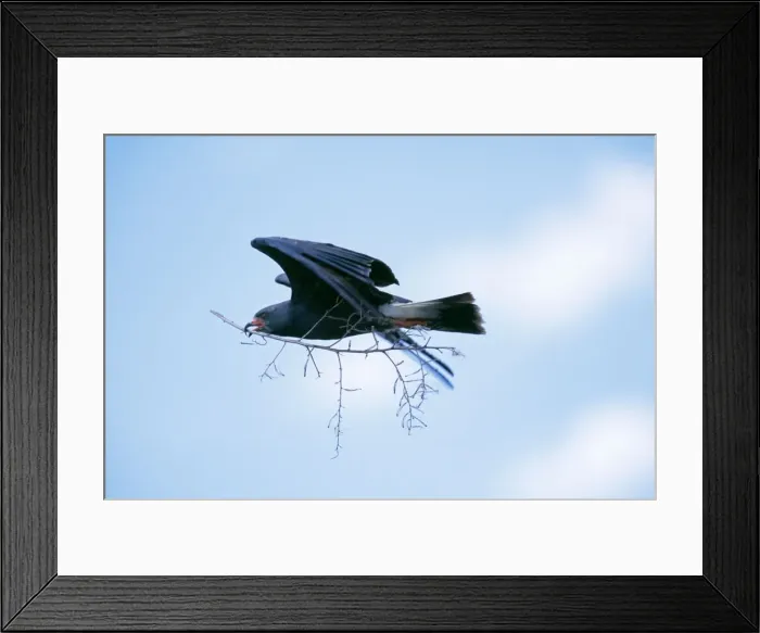 Framed Print : Snail Kite - male in flight with branch for nest, Lake Kissimmee, Florida, USA Framed Print : Snail Kite - male in flight with branch for nest, Lake Kissimmee, Florida, USA