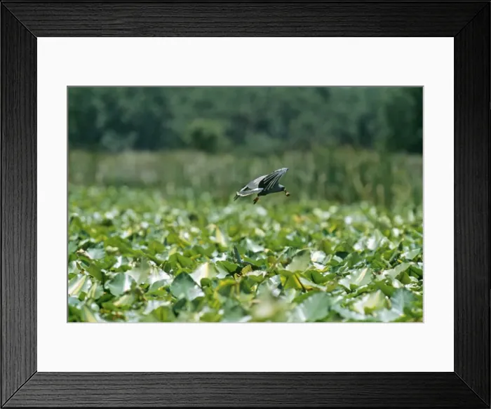 Framed Print : Snail Kite - male in flight with Apple Snail, Lake Kissimmee, Florida Framed Print : Snail Kite - male in flight with Apple Snail, Lake Kissimmee, Florida