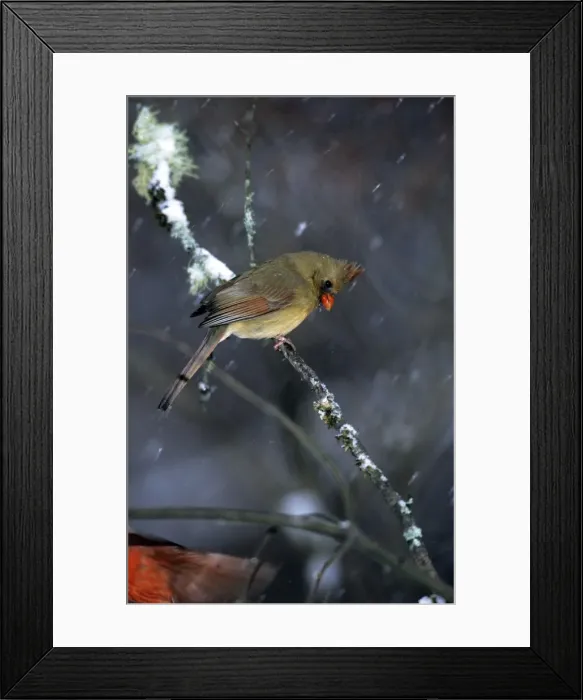 Framed Print : Northern Cardinal - female