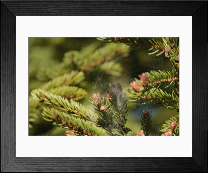 Framed Print : Spruce tree releasing pollen as a bird leaves it's perch. Maine, USA in June Framed Print : Spruce tree releasing pollen as a bird leaves it's perch. Maine, USA in June