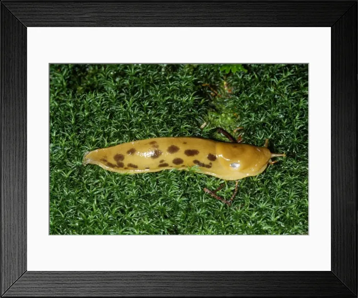 Framed Print : Banana Slug Framed Print : Banana Slug