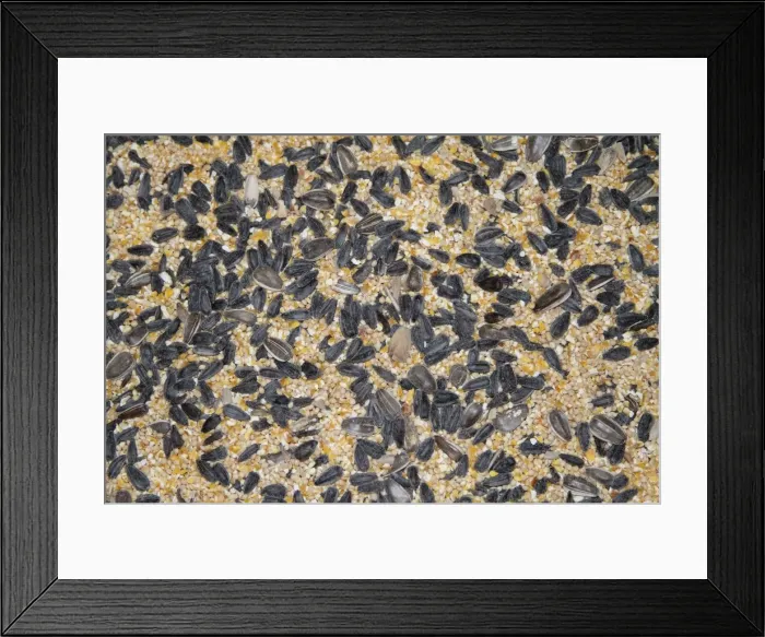 Framed Print : Mixed seed for bird feeding. This blend is a good basic bird mix that has sunfloweer, white millet, cracked corn and safflower seed. Note this is USA / North American bird feed Framed Print : Mixed seed for bird feeding. This blend is a good basic bird mix that has sunfloweer, white millet, cracked corn and safflower seed. Note this is USA / North American bird feed