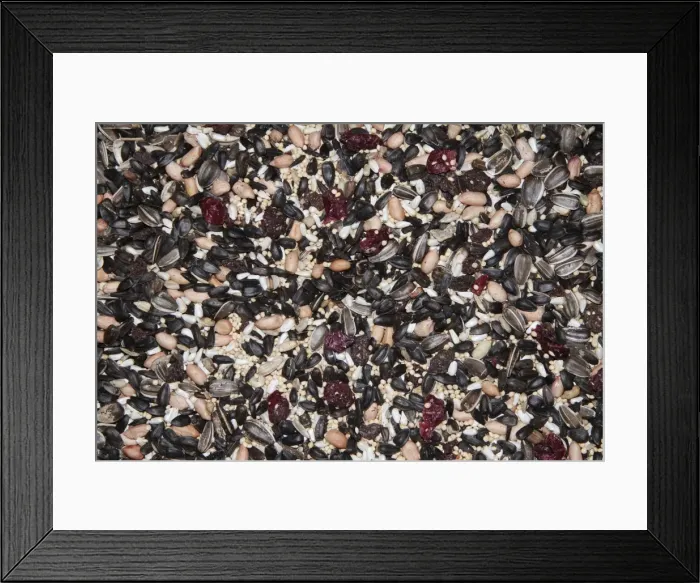 Framed Print : Mixed seed for bird feeding. Sunflower, millet, peanuts, safflower, dried fruit combination is an excellent bird food for attracting a wide variety of birds. Note this is USA / North American bird feed Framed Print : Mixed seed for bird feeding. Sunflower, millet, peanuts, safflower, dried fruit combination is an excellent bird food for attracting a wide variety of birds. Note this is USA / North American bird feed
