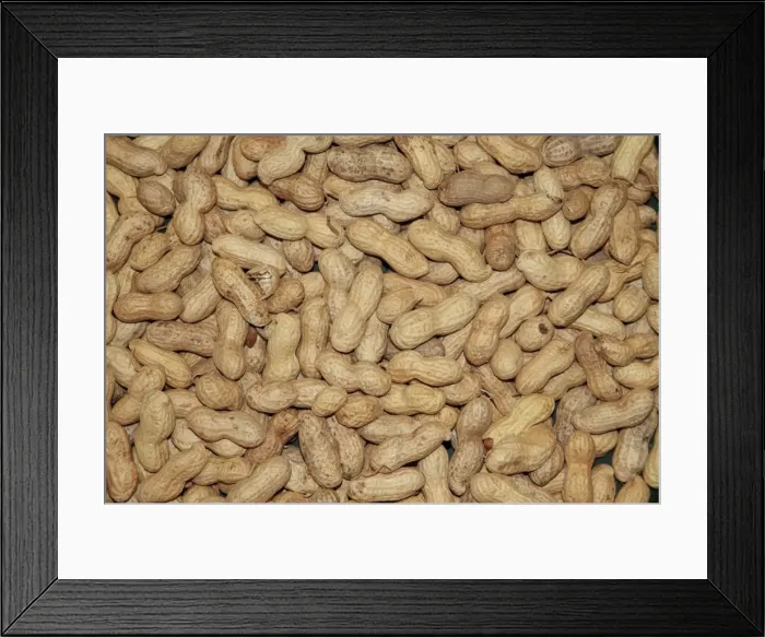 Framed Print : Whole Peanuts for bird feeding. Jays, tufted titmice and nuthatches as well as squirrels love them and they are a great food source as well. Note this is USA / North American bird feed Framed Print : Whole Peanuts for bird feeding. Jays, tufted titmice and nuthatches as well as squirrels love them and they are a great food source as well. Note this is USA / North American bird feed