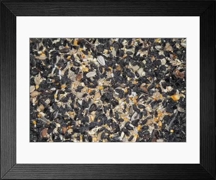 Framed Print : Mixed seed for bird feeding. Sunflower, millet, peanuts, safflower, corn combination is an excellent bird food for attracting a wide variety of birds. Note this is USA / North American bird feed Framed Print : Mixed seed for bird feeding. Sunflower, millet, peanuts, safflower, corn combination is an excellent bird food for attracting a wide variety of birds. Note this is USA / North American bird feed