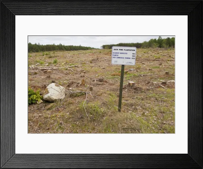 Framed Print : Sign on Plum Creek property that was previously owned by Sappi. You can see that it wasn't scheduled for cutting until 2026 and this photo was taken in 2010, 16 years ahead of schedule with it clear cut. June in Maine, USA Framed Print : Sign on Plum Creek property that was previously owned by Sappi. You can see that it wasn't scheduled for cutting until 2026 and this photo was taken in 2010, 16 years ahead of schedule with it clear cut. June in Maine, USA