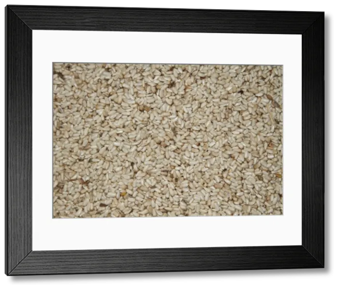 Framed Print : Safflower seed for bird feeding. Safflower is a very good seed for bird feeding and has the added benefit that it is not well liked by squirrels. Note this is USA / North American bird feed Framed Print : Safflower seed for bird feeding. Safflower is a very good seed for bird feeding and has the added benefit that it is not well liked by squirrels. Note this is USA / North American bird feed