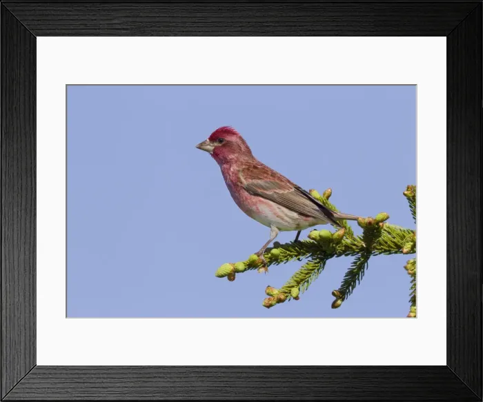 Framed Print : Purple Finch - adult male - spring - northern Maine - USA Framed Print : Purple Finch - adult male - spring - northern Maine - USA