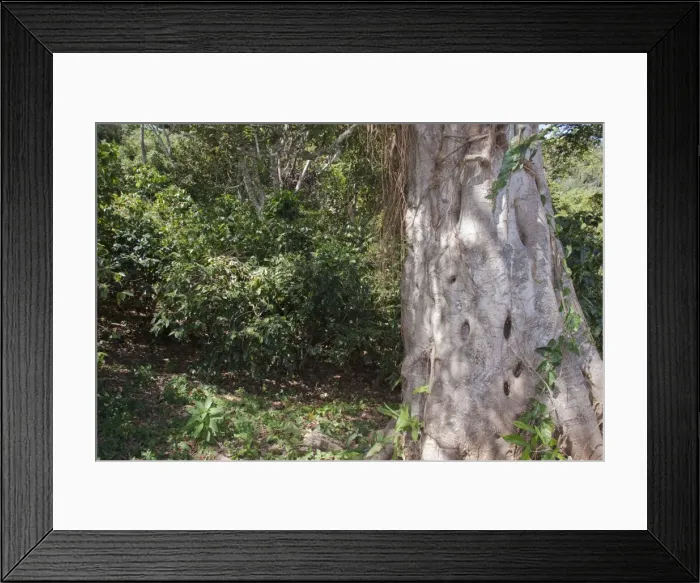 Framed Print : Shade grown coffee plantation in the hills of western central Mexico Framed Print : Shade grown coffee plantation in the hills of western central Mexico