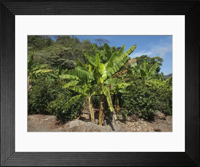 Framed Print : Shade grown coffee plantation in the hills of western central Mexico with bananna trees planted as well Framed Print : Shade grown coffee plantation in the hills of western central Mexico with bananna trees planted as well