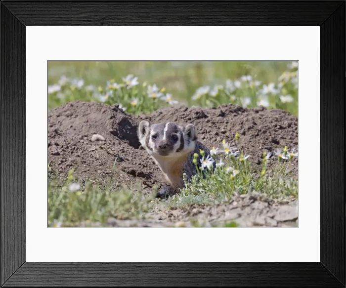 Framed Print : Badger  /  American Badger - in a prairie dog town digging out prey - July - Southern Wyoming - USA
