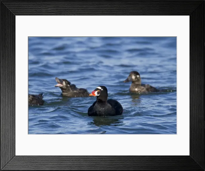 Framed Print : Surf Scoter - male / drake - February - Barnegat Light - NJ - USA Framed Print : Surf Scoter - male / drake - February - Barnegat Light - NJ - USA